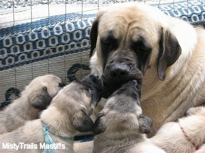 Close Up - Sassy the English Mastiff licking more of the puppies face