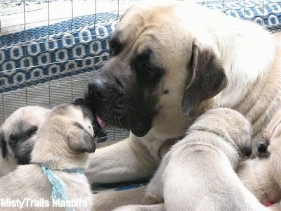 Close Up - Sassy the English Mastiff licking her puppies face