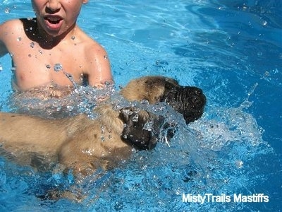 Puppy swimming in a swimming pool next to a boy