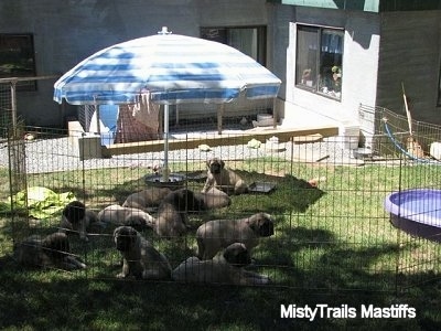 Puppies outside laying in the shade, inside of an x-pen