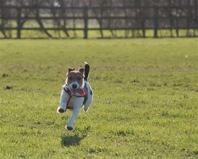 A white with black and brown Jack Russell Terrier is running up a field with its mouth open and tongue is hanging out.