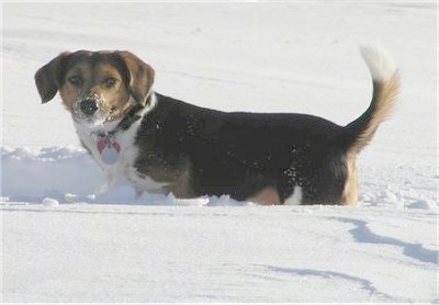 A tricolor black, tan and white Raggle dog is walking in deep snow and it is looking forward. It has snow around its muzzle. Its tail is up.
