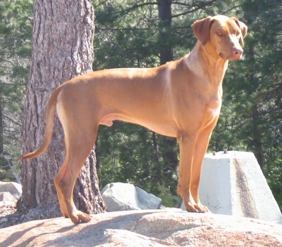 The right side of a liver-nosed, tall Rhodesian Ridgeback that is standing on a rock and it is looking forward and to the right. There is a tree behind it