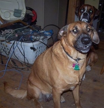 A large breed, tan Bloodhound/Black Labrador/German Shepherd mix is sitting in a room in front of a Boxer. They both are looking forward. There is a plastic white basket full of wires to the left of the dogs.