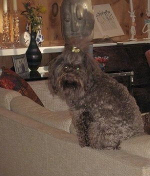 The back of a chocolate Russian Tsvetnaya Bolonka dog is sitting on a couch and it is looking forward. It has a gold ribbon in the top knot of its hair.
