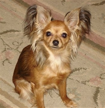 View from the top looking down - A tan Russian Toy Terrier is sitting on a tan rug looking up. It has longer hair on its fringe ears, neck and legs