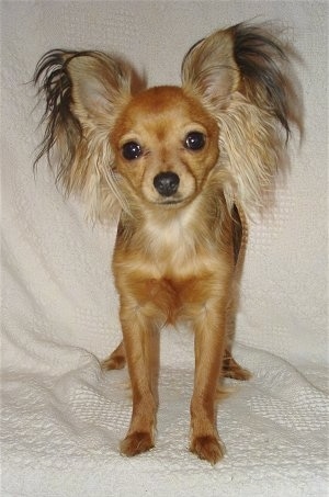 View from the front - A tan Russian Toy Terrier dog is standing on a white blanket and it is looking forward. Its head is slightly tilted to the left and it has long fringe hair on its large-perk ears coming out like a butterfly.