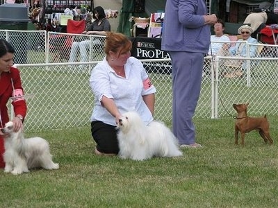 Three dogs are posing in grass and behind them there are people behind each dog and they are helping pose the dogs at a dog show.
