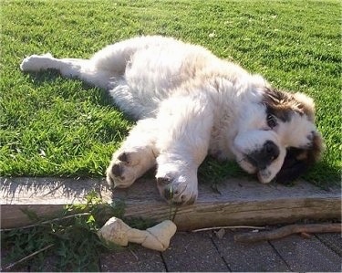 A small furry, white with brown and black Saint Bernard puppy is laying on its side in grass looking forward. There is a rawhide bone over an wooden railroad tie edge slightly out of the puppies reach.