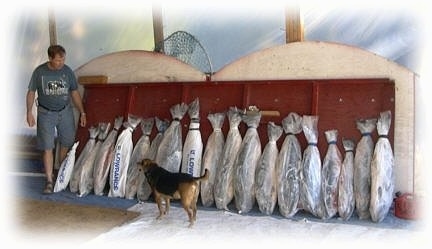 A line of Salmon packed in plastic and ice are sitting along a wooden board. A black and tan dog is standing in front of them and looking at a man at the end of the fish.