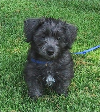 A fluffy, black with a tuft of white Schnese puppy is sitting in grass and it is looking forward.