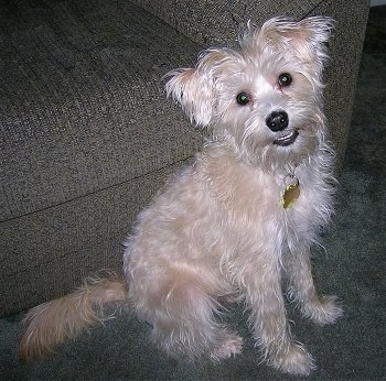 The left side of a tan Schnoodle that is sitting on a carpet and against a couch. It is looking up, forward, its head is tilted to the left and it looks like it is smiling.
