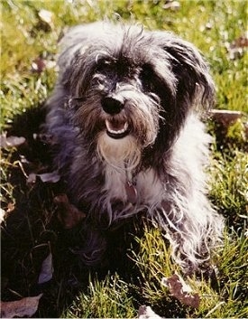 Close up front view - A longhaired, black, grey with white Scotchon dog is laying in grass. Its mouth is open and it looks like it is smiling.