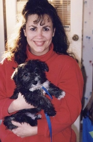 A brown haired lady in a red turtle neck shirt is holding a fluffy, black with white Scotchon puppy in her arms. The puppy is looking forward.