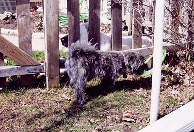 The back right of a grey with white Scotchon dog that is walking across a grass surface. There is a wooden fence behind it and on the other side of the fence is a shorthaired, large-breed, white dog laying down.