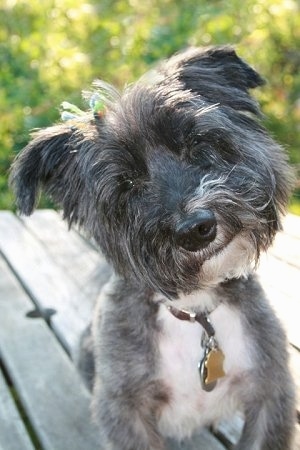 Close up front view - A black, grey with white Scotchon is sitting on a hardwood porch, it is looking forward and its head is tilted to the left. The dog has longer hair on its head and shorter hair on its body.