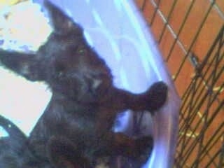 A large perk-eared Scottish-Skye Terrier puppy is standing jumped up against a plastic kiddy pool looking up. The pool is surrounded by a black x-pen.