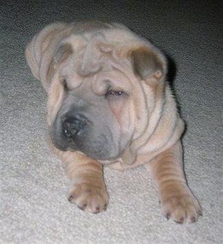 Close up - A wrinkly, extra skinned, blocky, small eared, tan Shar-Pei puppy is sitting on a carpet and it is looking to the left.