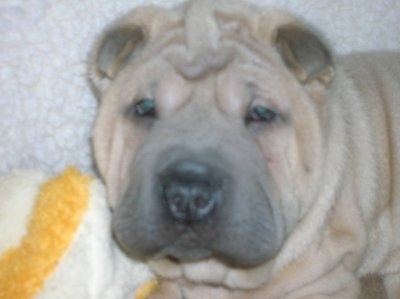 Close up - A blocky, extra skinned, small eared, tan Shar-Pei puppy is laying on a carpet and it is looking forward.