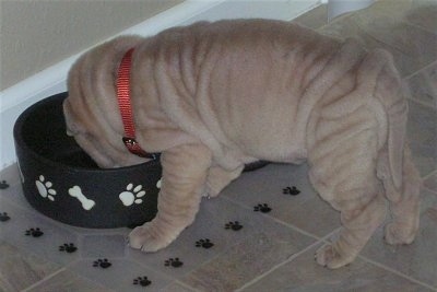 The left side of a tan Shar-Pei puppy that is getting a drink out of a water bowl. The dog is fully loaded with a lot of wrinkles and extra skin.