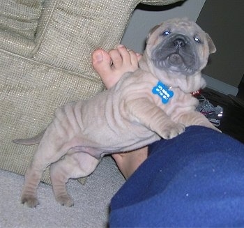 A small, wrinkly tan Shar-Pei puppy is standing up against a persons leg.