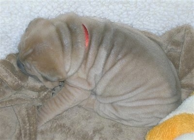 Topdown view of the back of a wrinkly tan Shar-Pei puppy that is laying on a blanket.