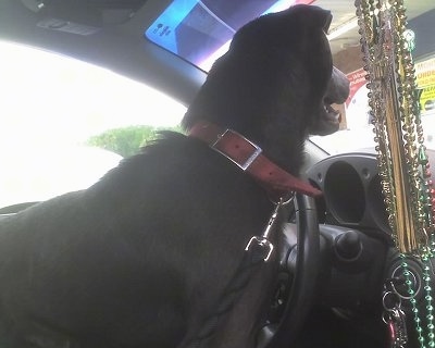 The back of a black Sharmatian dog with a black tongue standing in the driver side of a vehicle. It is looking out of a window.