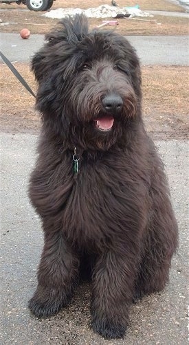 A thick, long haired, black Shepadoodle dog sitting in a driveway, it is looking to the right, its mouth is open and it looks like it is smiling. It has a big head, a thick body and a big nose with fluffy drop ears.