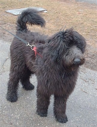 A fluffy, long coated, black Shepadoodle dog standing across a blacktop surface looking to the right. Its hair on its face is long and its cover up the dog's eyes. Its tail is curled up over its back.