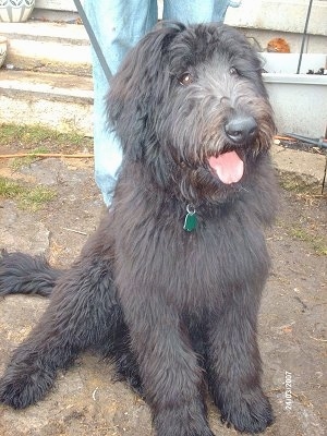 A long coated, black Shepadoodle is sitting in dirt, it is looking to the right, its mouth is open, its tongue is out and it looks like it is smiling.  The dog has round brown eyes. There is a person standing behind it.