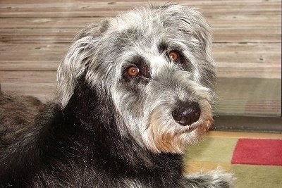 The front right side of a black with white Shepadoodle dog laying on a rug looking forward and its head is slightly tilted to the left. The dog has wide, round brown eyes and a big black nose.