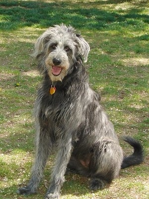 A tall, shaggy, black and white Shepadoodle dog is sitting in grass looking forward, its head is tilted to the right, its mouth is open, its tongue is sticking out and it looks like it is smiling.