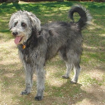 The front left side of a shaggy looking, black with white Shepadoodle that is standing across grass, it is looking to the left, its mouth is open and its tongue is out. Its tail is curled up over its back in a ring.