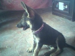 A black with tan German Shepherd puppy is sitting on a tan tiled floor and looking forward