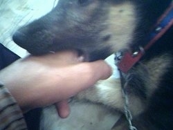 Close Up view of the mouth - A hand is in the mouth of a black with tan German Shepherd puppy