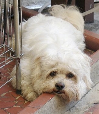 A longhaired, thick coated, white Shih Apso is laying down across a brick porch and it is looking forward. It has black eyes and a brown nose.
