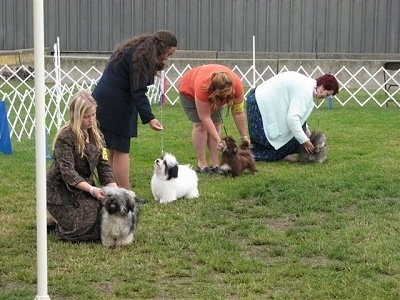 A line of people are standing and kneeling in grass behind there Havanese dogs in an outdoor show ring.