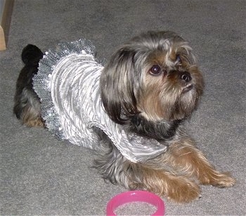 The front right side of a soft, long haired, black and tan Silky Tzu dog wearing a silver dress looking up and to the right. There is a pink ring toy on the floor next to it. The dog has an underbite.