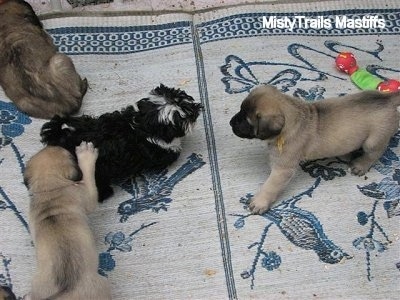Four Puppies on a rug. Three on one side. One on the other