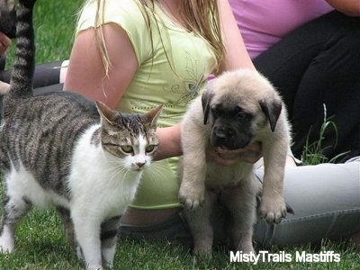 Puppy being picked up by a girl and looking at a cat.