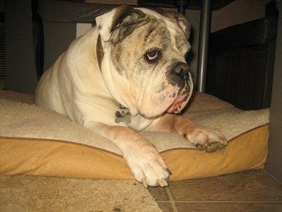 Spike the Bulldog laying on a dog bed under a table