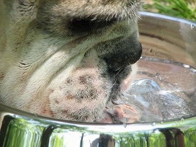 Close Up - Spike the Bulldog drinking water, side view