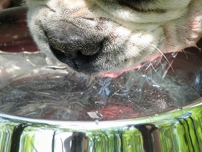 Close Up - Spike the Bulldog drinking water, front view