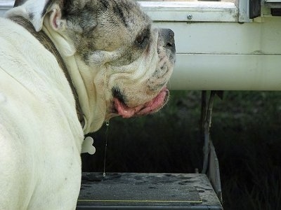 Close Up - Spike the Bulldog standing near a metal RV camper step drooling