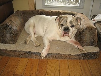 Spike the Bulldog laying on a dog bed