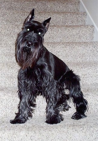 Front side view - A black Standard Schnauzer dog standing on a tan carpeted step looking forward and its head is tilted to the right. The dog has tall croped pointy ears and longer hair on its chin and legs with shorter shaved hair on its back.
