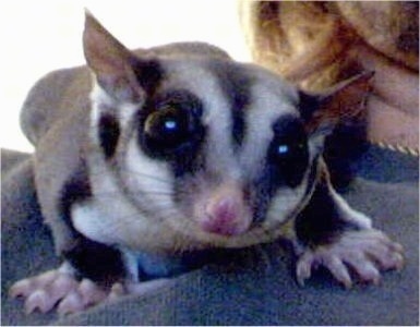 Close up - A sugar glider is laying on a person's shoulder looking over the edge.