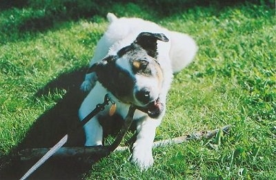 Front view - A white with black and brown Texas Heeler dog laying on grass  chewing on a stick with its paws on top of the other end of the big piece of wood.