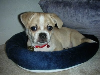 Close up front side view - A tan with white Tibetan Pug puppy is laying in a dog bed and it is looking forward.