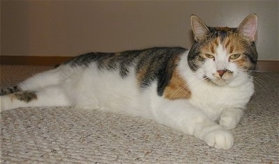 Dolly the Tortoise Shell Cat is laying on a carpeted floor and looking towards the camera holder